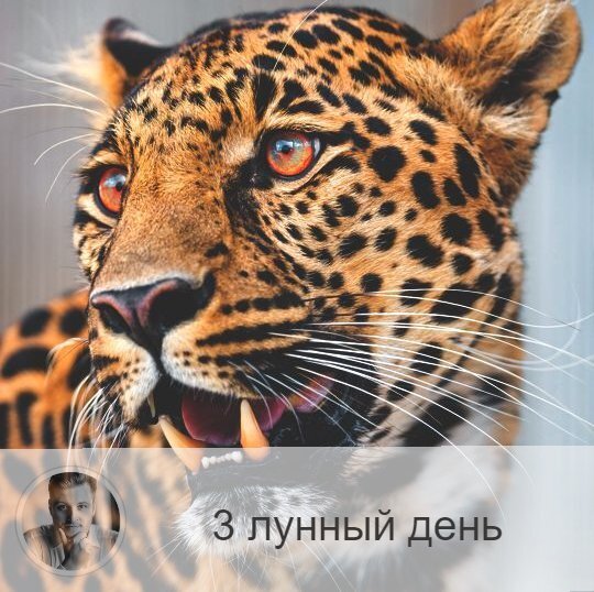 3-ий лунный день с 05:52 22-ого по 07:19 23-ого. 🐆 Символы дня – барс, леопард.
🌞 День начала активных действий. Все пассивные люди в этот день уязвимы, так как на них совершаются различные астральные нападения. Поэтому для вашего же блага в этот день не стоит лениться. Следует концентрировать свое энергию для защиты. Хороша любая активность, как физическая, так и деловая. Хорошо заниматься единоборствами, ходить в баню, париться.
🎂 Люди, рождённые в этот день, могут стать хорошими спортсменами или военными. Они будут успешны в любой области, где нужны напор и решительность.
⚠️ Плохой знак: разлитое масло - это сигнал того, что вы сошли с верного пути.
💍 Камни – рубин и авантюрин.
📿 Практика дня: очищение от негативных эмоций.
💤Сны особого значения не несут, но могут продемонстрировать вашу способность справляться с трудностями. Если со сне вам пришлось с кем-то бороться и вы потерпели поражение, поутру «переиграйте» сон с другим финалом, где вы победитель.

—————
🔭 Прайс на услуги 👉 numeromagic.ru/uslugi
⛄ Перейти к отзывам 👉 numeromagic.ru/reviews