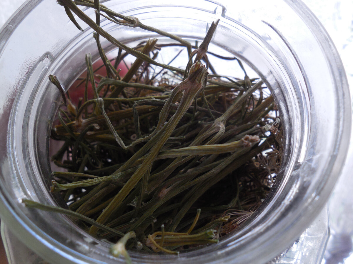 Сухой укроп с дачи