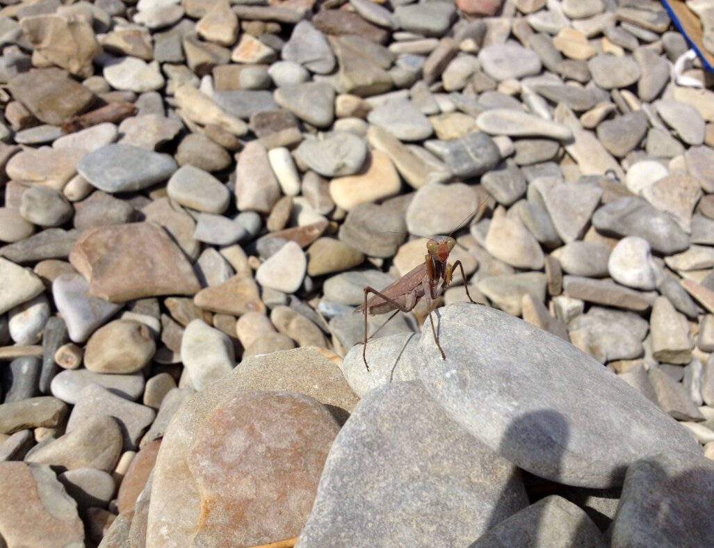 Дивноморский пляжный богомол смотрит на тебя вызывающе, но одновременно с тоской и недоумением, как бы говоря, когда вы наконец уедете