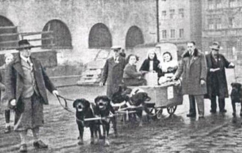 Уникальные черты породы