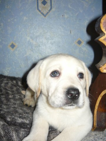 Когда я уже вырасту...Что-то дома засиделся...