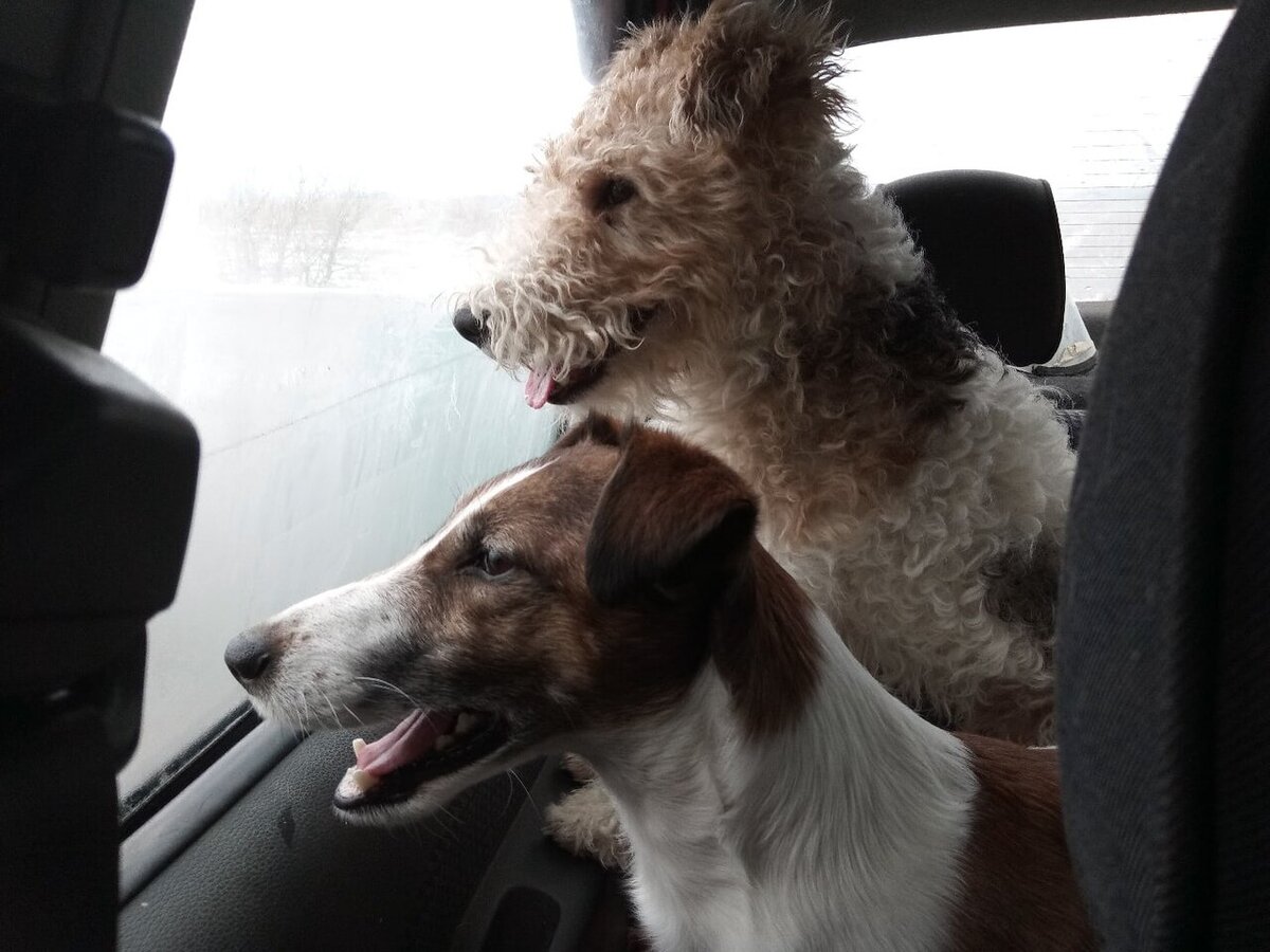 Фокстерьеры едут на дачу