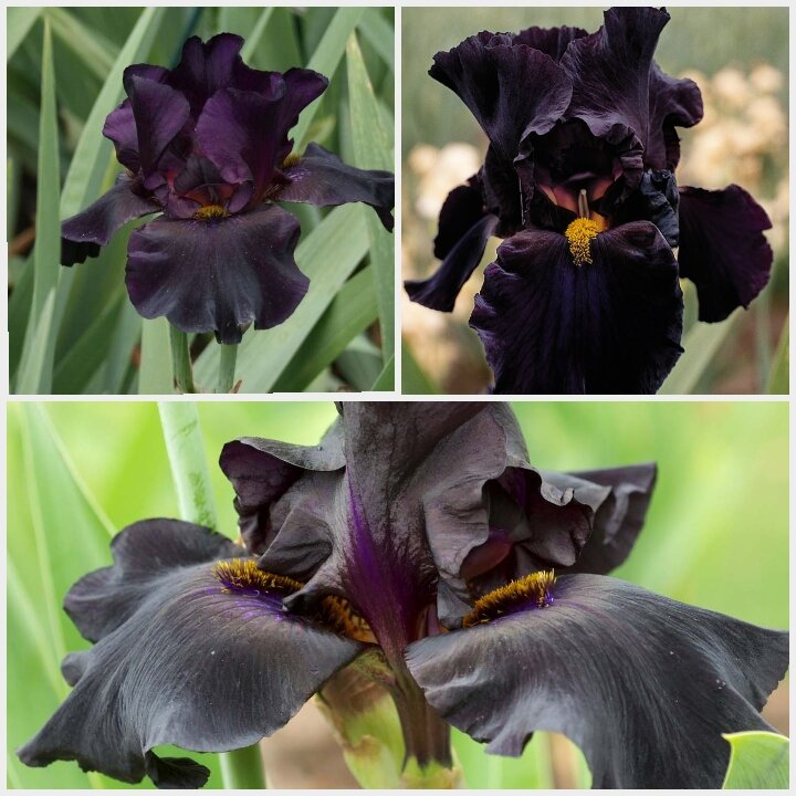 Чёрная магия 