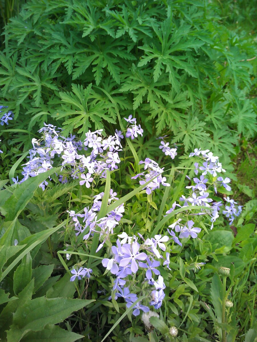 Флокс растопыренный Клауд'с оф Перфьюм (Phlox divaricata Cloud`s of Perfume)