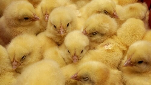 фото взято из открытого источника https://yandex.ru/images/search?