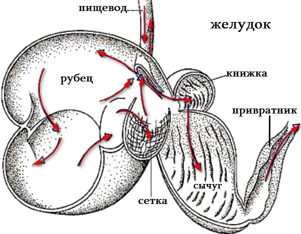 Почему корова жует корм дважды?