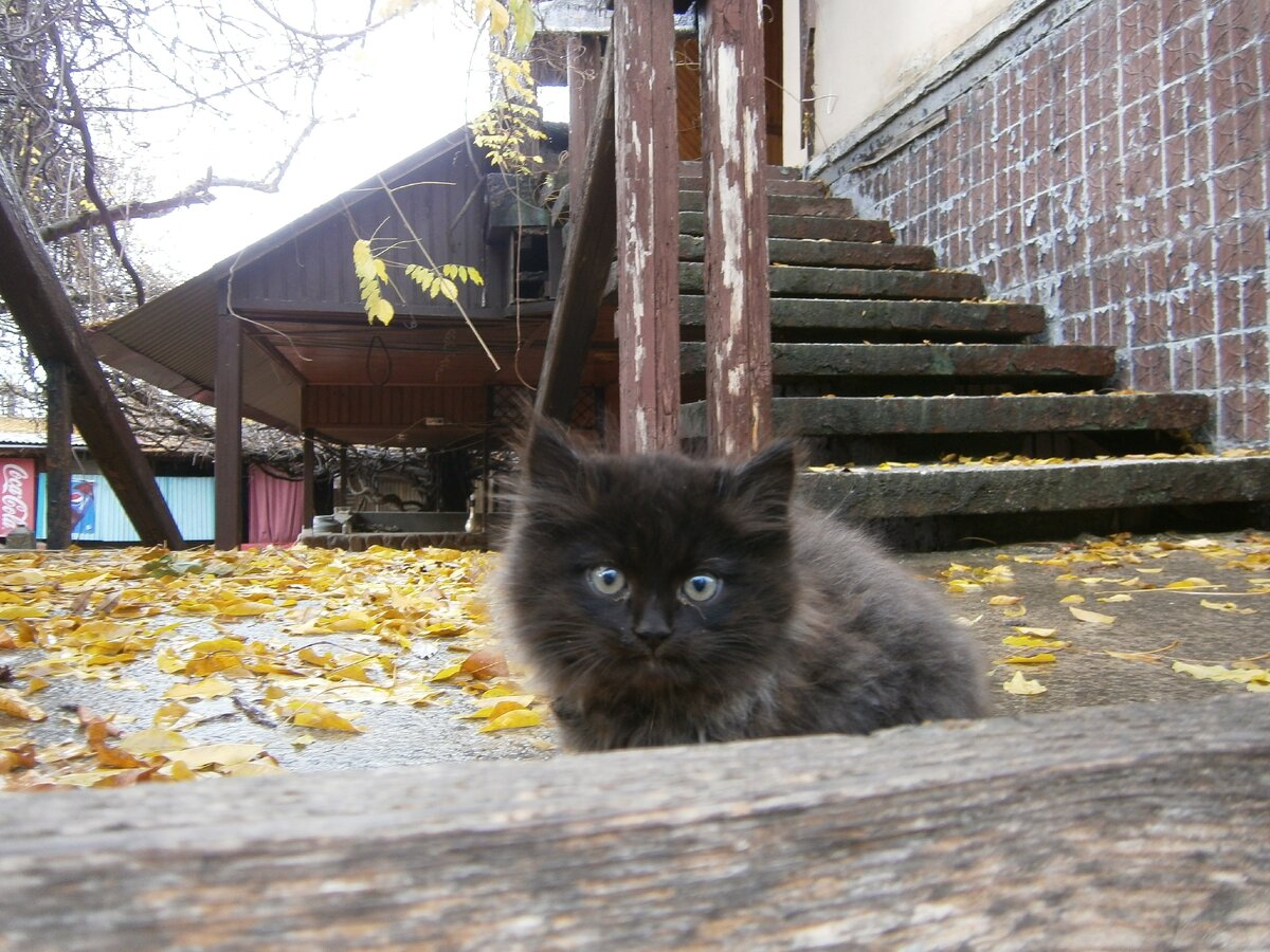 Вот он черный малыш