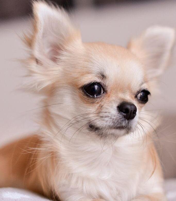 История породы Самый маленький компаньон: 10 фактов о чихуахуа
Родиной чихуахуа считается Мексика, много веков назад на территории жил индейский народ течичи. Маленькие собачки были у них в качестве домашних питомцев, они всюду сопровождали индейцев, принимали участие в различных ритуалах и приносились в жертву богам. После смерти хозяина его животное хоронили вместе с ним, считалось, что собака должна сопровождать человека и в загробном мире.

После на смену течичам пришли ацтеки и майя, они также использовали маленьких собак в жертвоприношениях, но еще и не брезговали употреблять их в пищу. В 16-м веке на земли пришли испанские авоеватели, после этого события чихуахуа были на грани исчезновения, потому что в основном служили людям в качестве блюда.

И только в 1904 году первый гладкошерстный чихуахуа был записан в племенную книгу США, а в 1923 году разработан первый стандарт породы и образован Американский клуб любителей чихуахуа. 