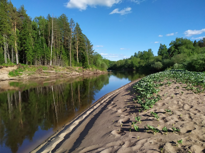 Белая Холуница