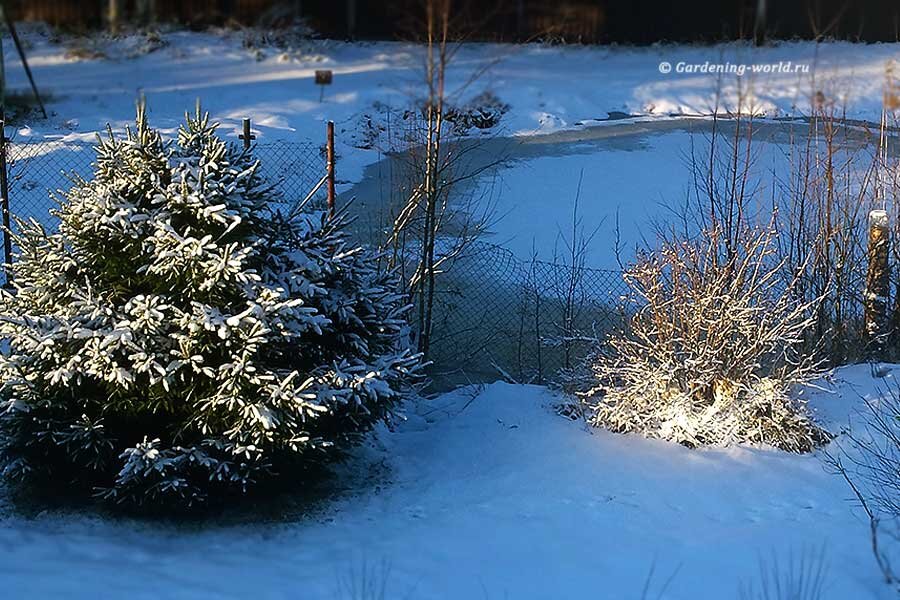 Что и как сеять в январе - План работ садовода и огородника на январь