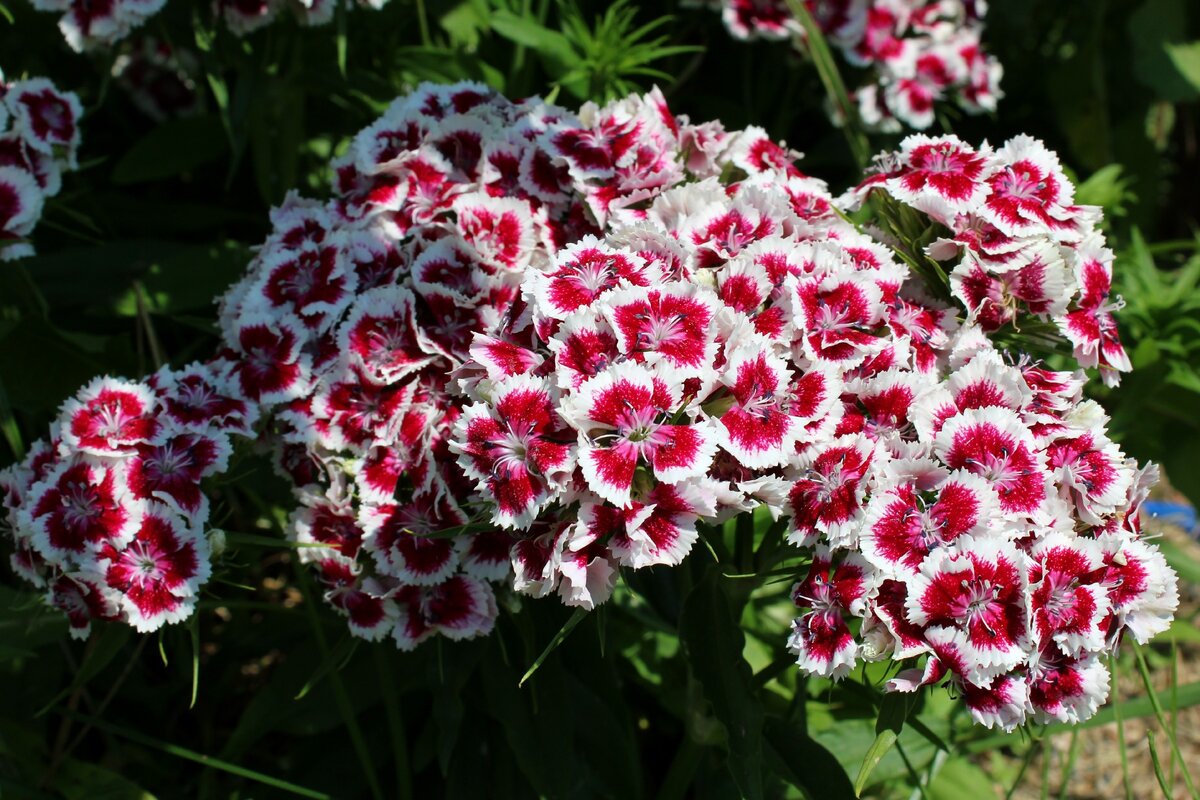 Листья турецкой гвоздики. Гвоздика бородатая - Dianthus barbatus. Гвоздика Барбатус махровая. Диантус, гвоздика (турецкая). Гвоздика турецкая (Dianthus barbatus).