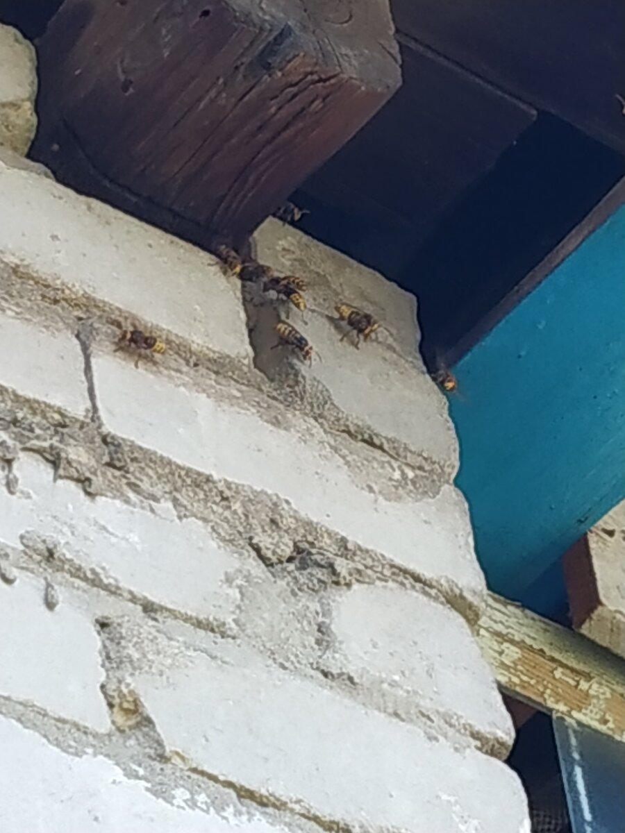 Шершни в доме. 