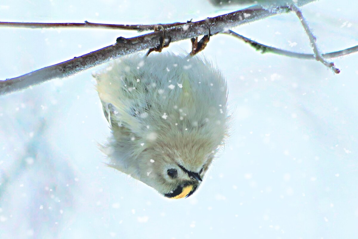 Diario del proyecto Birds of Russia and Crimea | Птицы России и Крыма