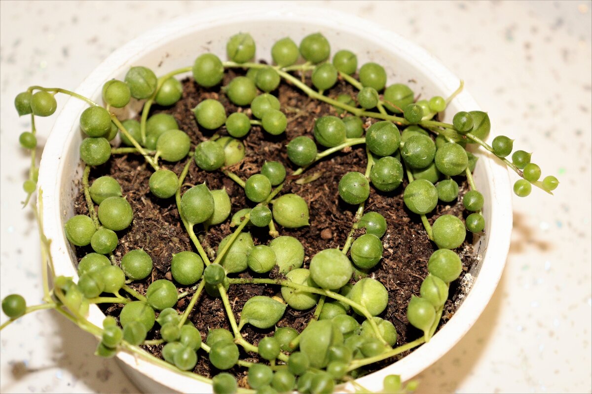 Крестовник Роули. Личное фото.