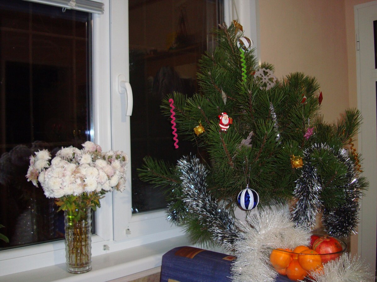 это наша Новогодняя сосна по соседству с поздними хризантемами