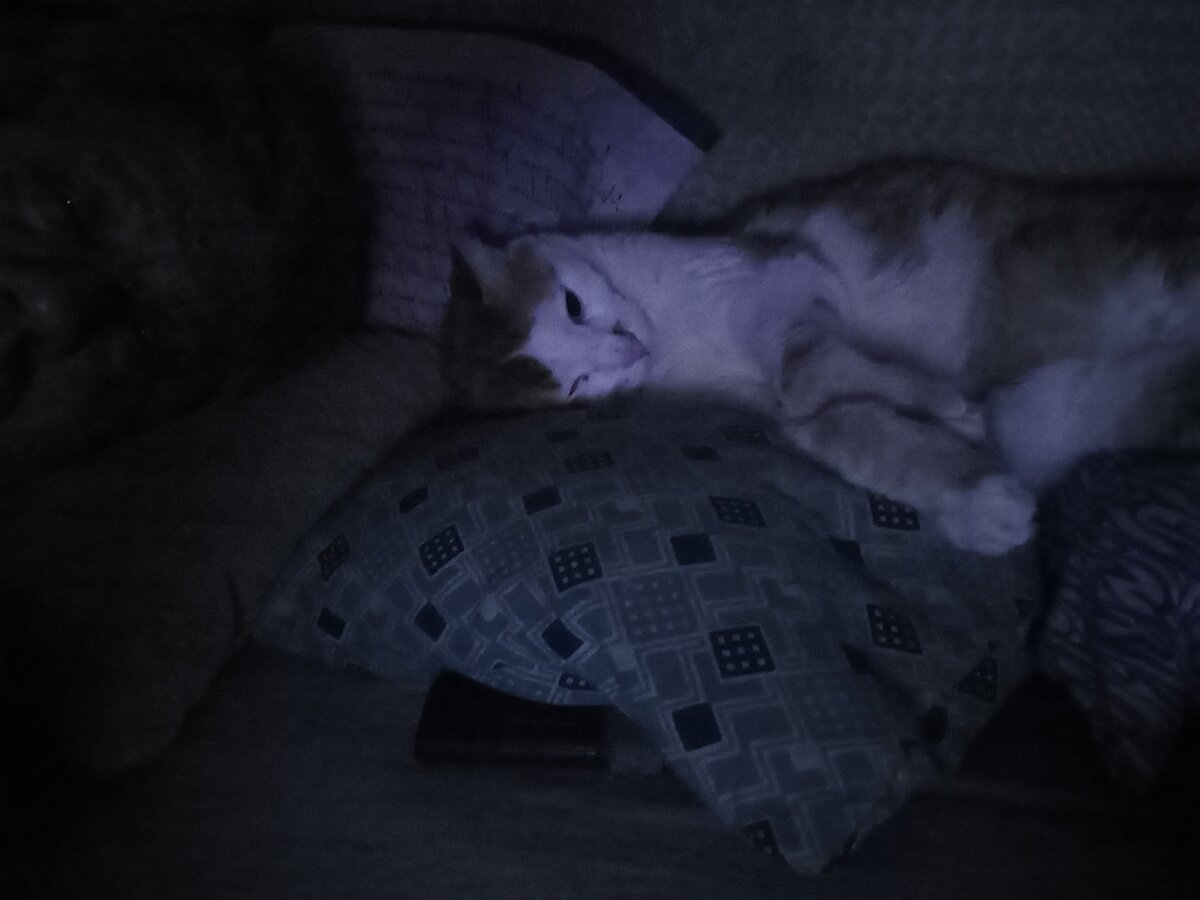 Лёва любит спать с Братанам.