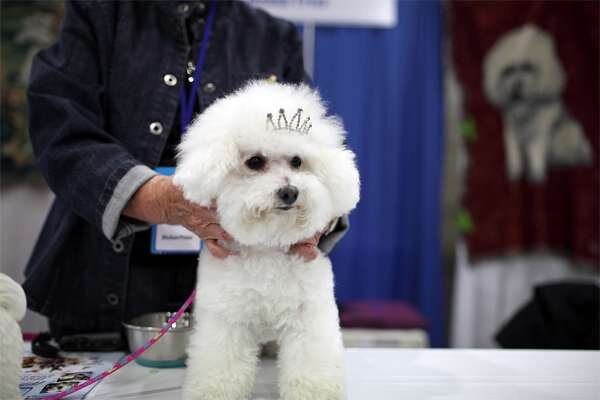 Бишон  фризе: уход за шерстью. Источник: zooclub.ru