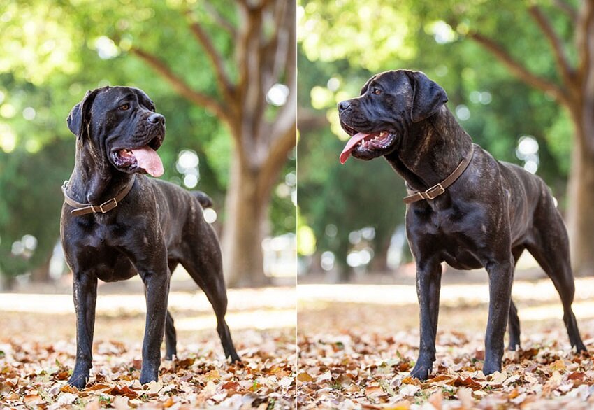 Не стоит заводить австралийского бандога, если он станет вашей первой собакой 