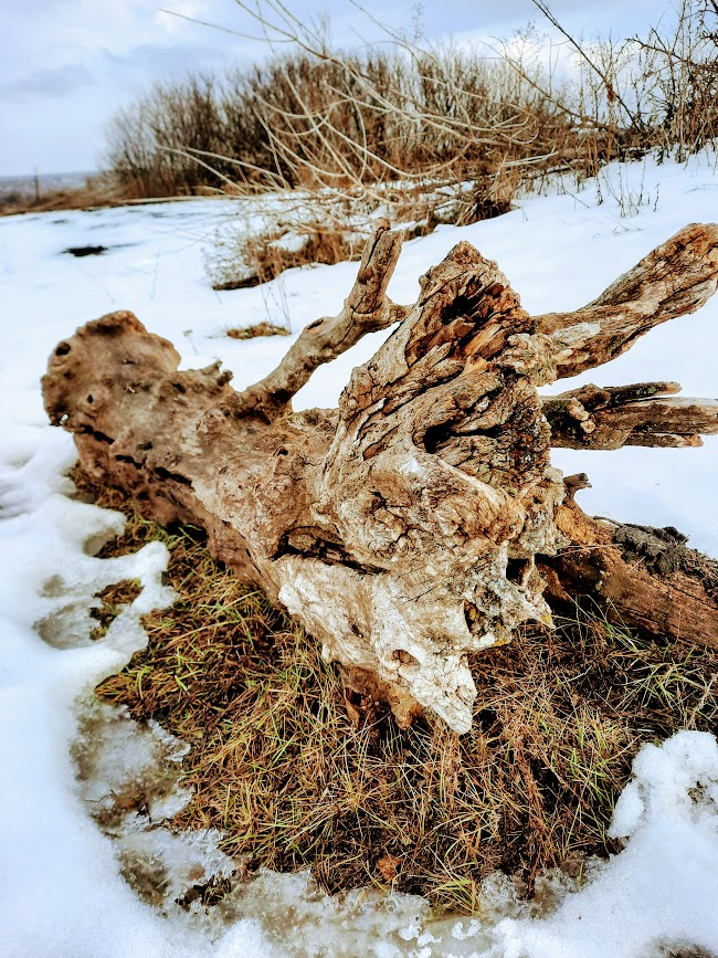 Очень фотогеничное бревно.