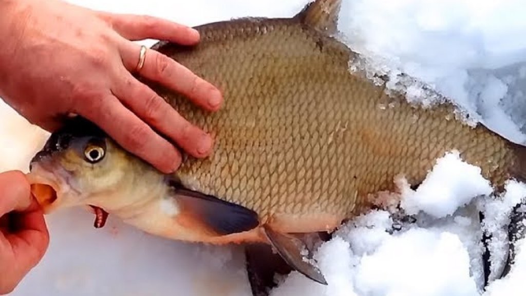 Безмотылка на леща. Ловля леща зимой со льда видео. Ловля леща зимой со льда видео 2019. Ловля леща зимой. Мормышки на леща для зимней рыбалки.