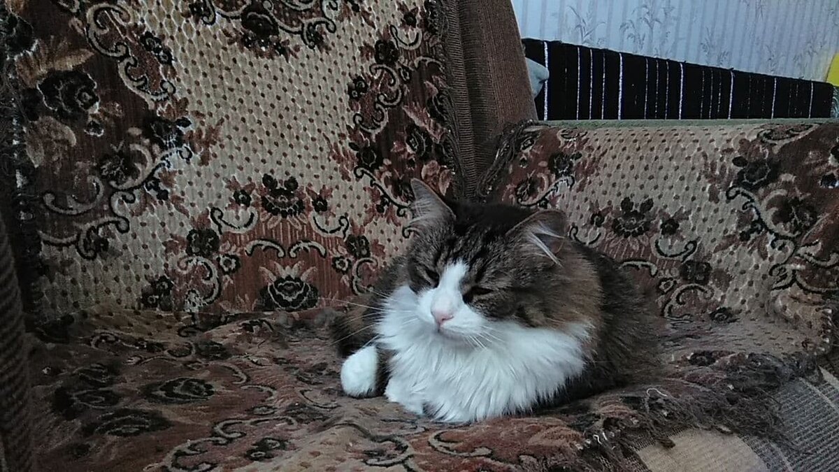 Мурзик релаксирует)