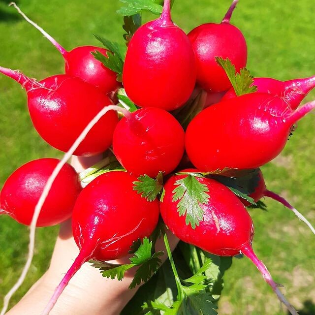 Мой весенний деликатес, слегка переросший, но все равно хрустящий (фото автора)