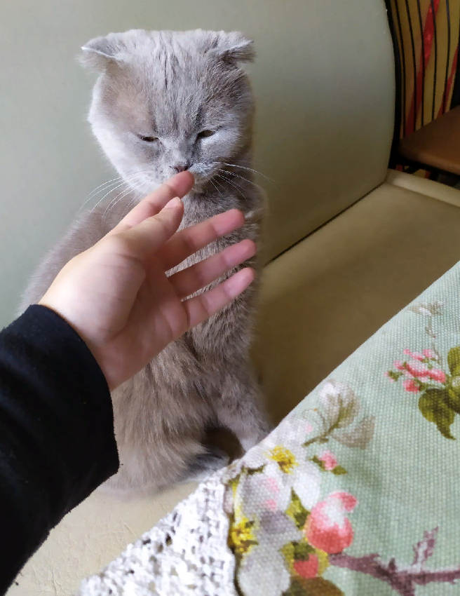 Мой котенок (точнее уже кот)