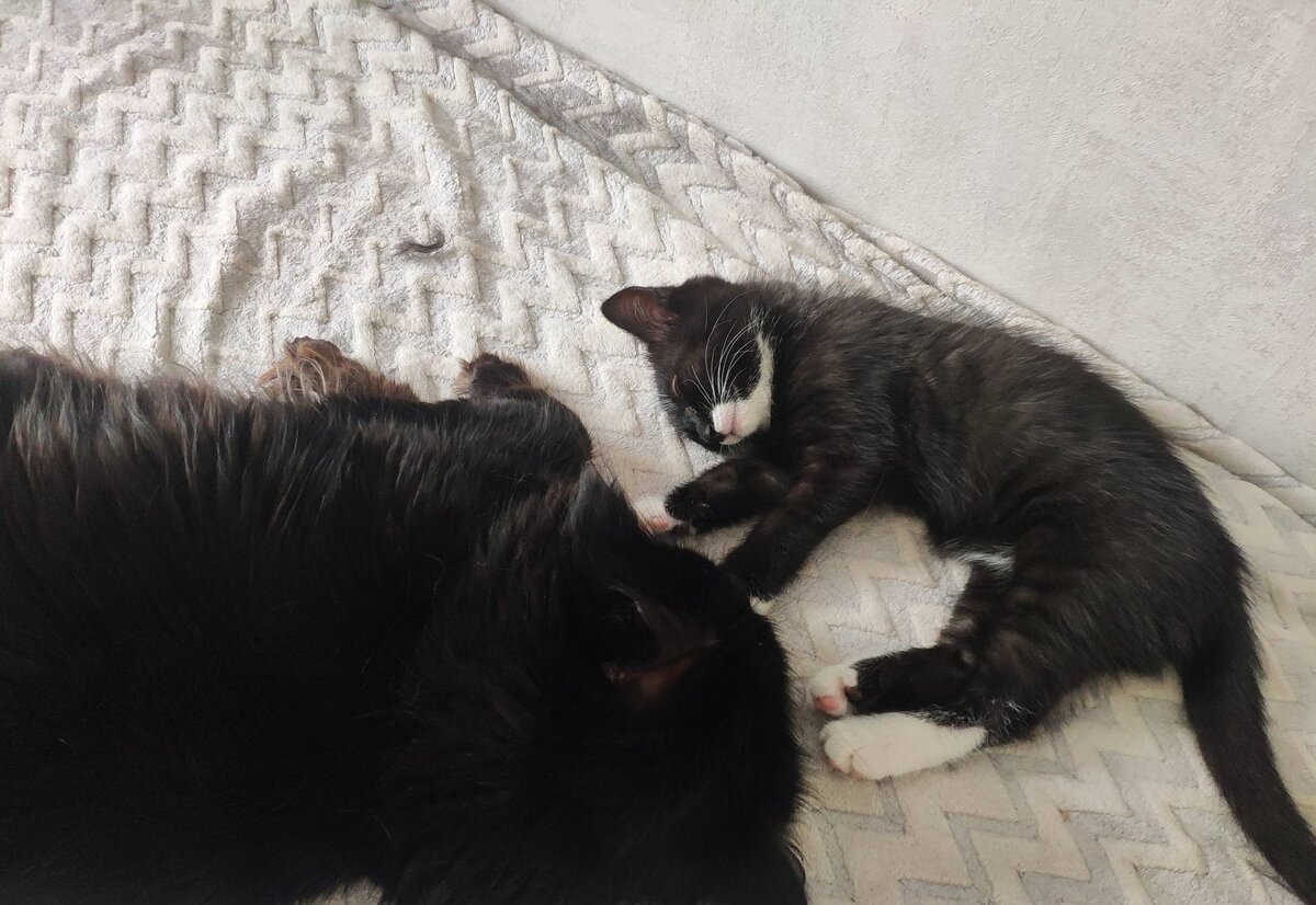 Но конечно котенка жалко, от мамки оторвали и в лапы взрослому коту.