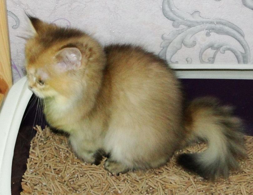 Кошка ходит в лоток