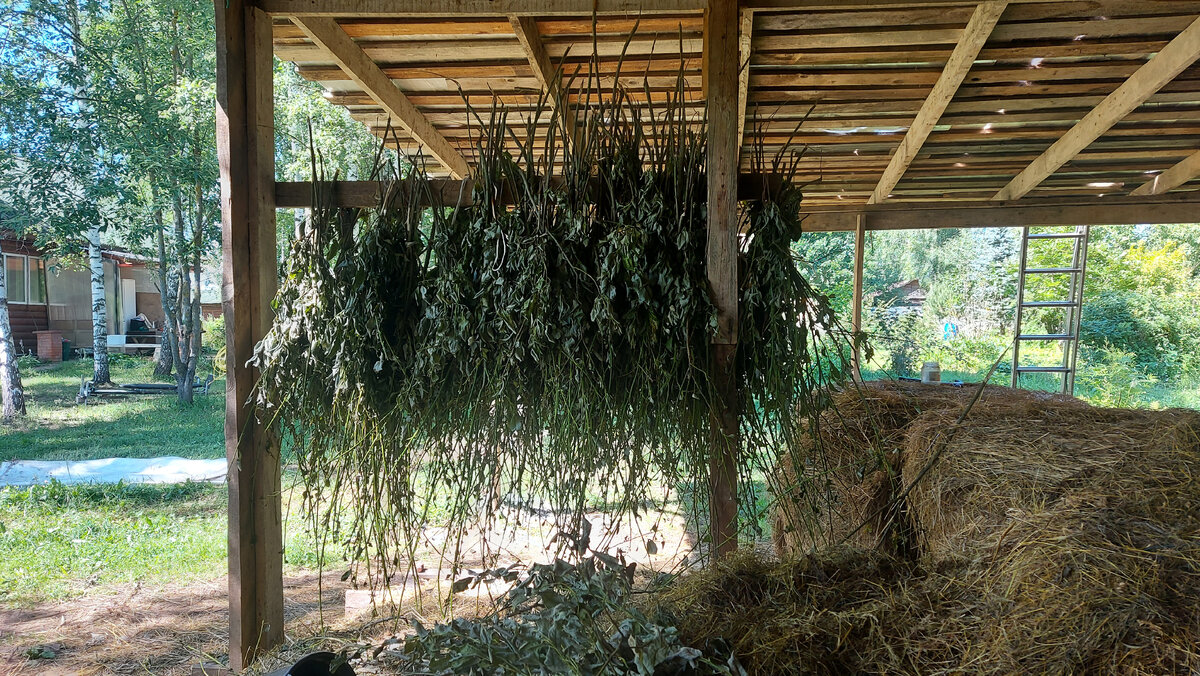 Рассказы козовода: коза и огород | Добрая коза | Дзен