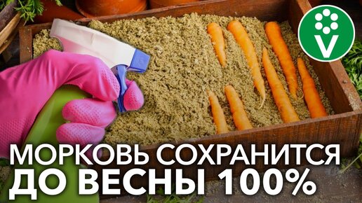 СДЕЛАЙТЕ ЭТО ПРИ ЗАКЛАДКЕ МОРКОВИ И СВЕКЛЫ НА ХРАНЕНИЕ, и они сохранятся до нового урожая!