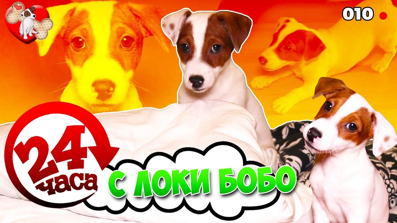 Dog Vlog 🐾 24 часа с Локи Бобо 🐾 Говорящая собака 🐾 010 серия