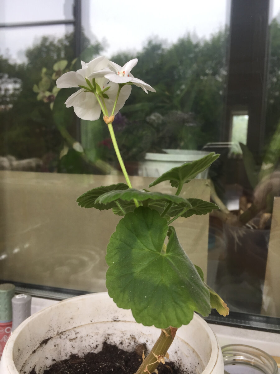 У этой герани еще от стволика снизу лезет зелено. Фото сделано автором