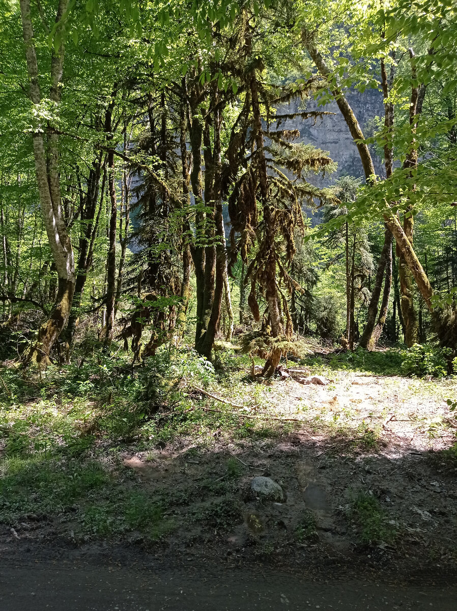 Горный лесной массив. 