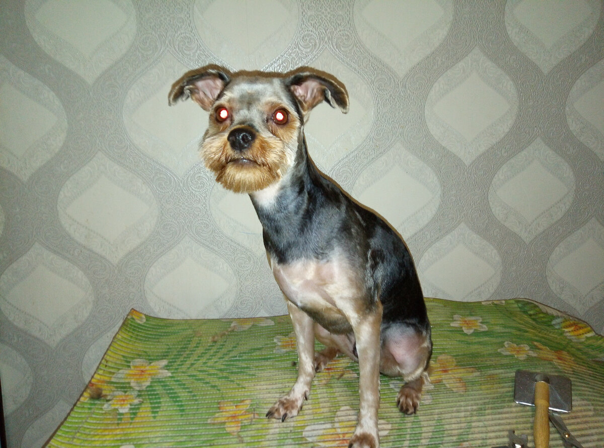 Хозяйка решилась на очень короткую стрижку. Не обычно для йорка,но получилось мило.