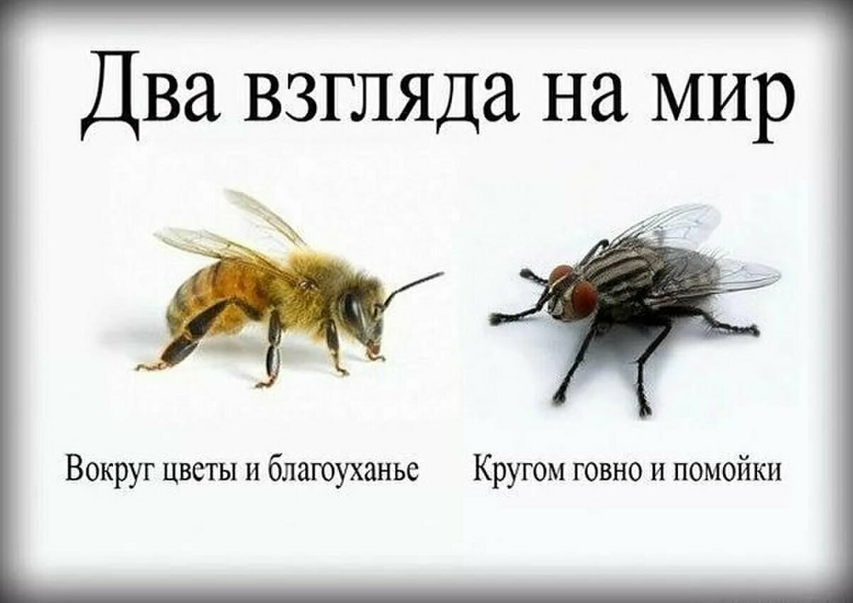 Нам пора становиться пчелами, тогда Россия превратится в цветы!