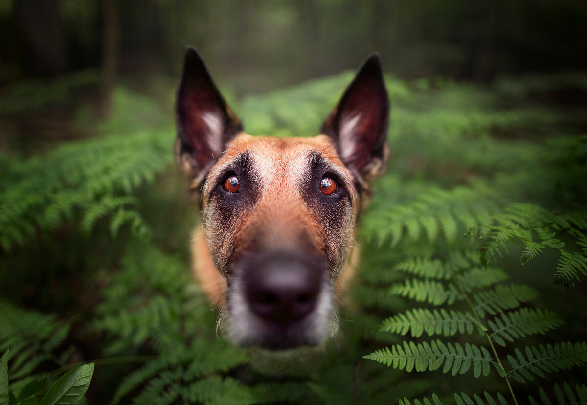 Ченнинг татум лулу и бриггс. Как собаки 2021. Модные собаки 2021. Календарики собаки. Адамс хендлер.