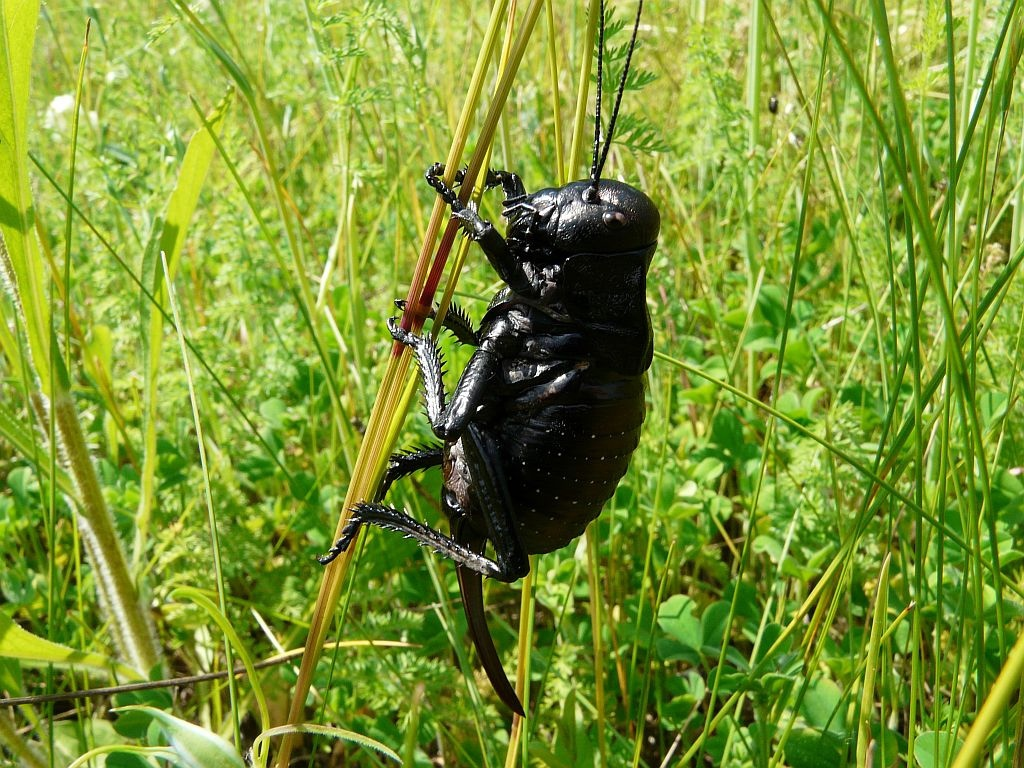 Жук Толстун Степной. Кузнечик Толстун Степной. Степной Толстун (Bradyporus multituberculatus). Кузнечик Толстун.