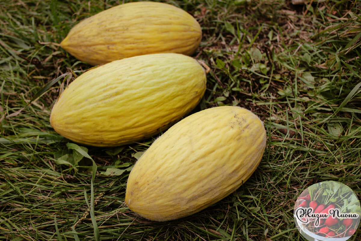 Фото от 25.09.21