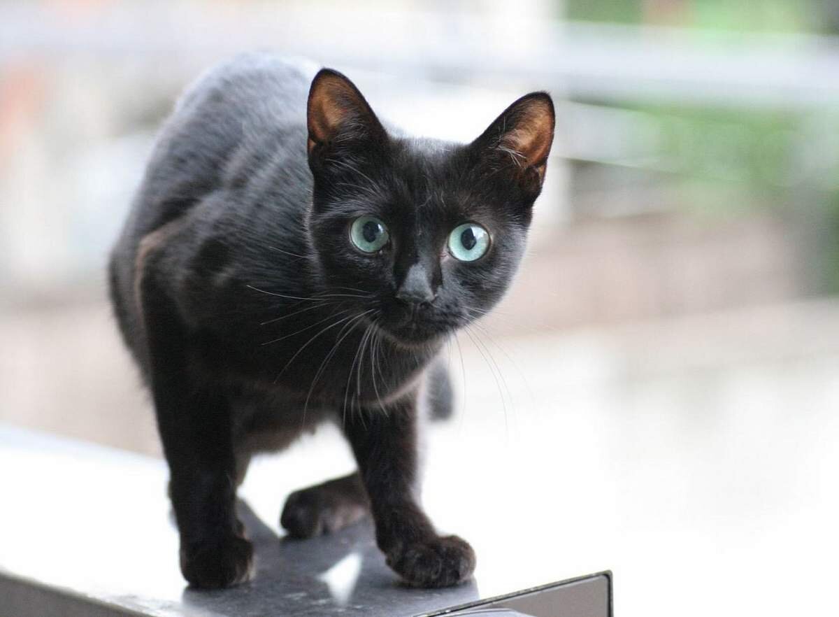 фото взято из источника Яндекс картинки