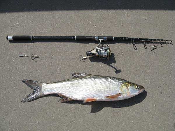 Фото с сайта: http://www.fishlovlya.ru