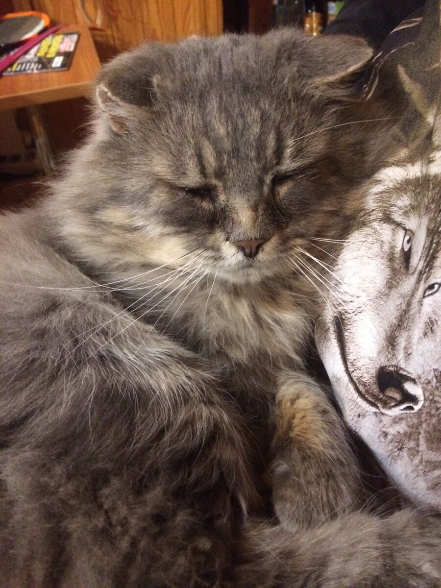 Филя с несчастным видом лежит у мужа на коленках. Везде фото автора. 