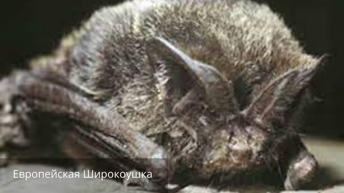  Европейская Широкоушка (Barbastella Barbastellus)