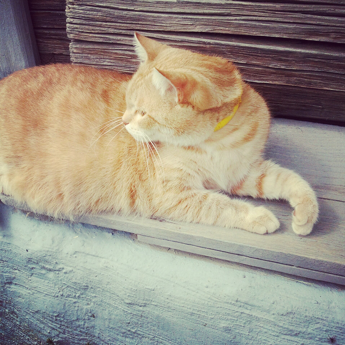 Наша Мура. Ходила гулять с нами по полю