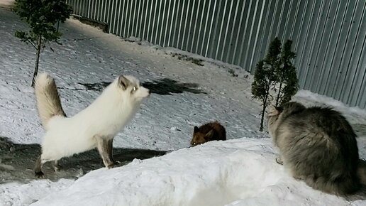 Лиса Дуся хвост трубой с котом