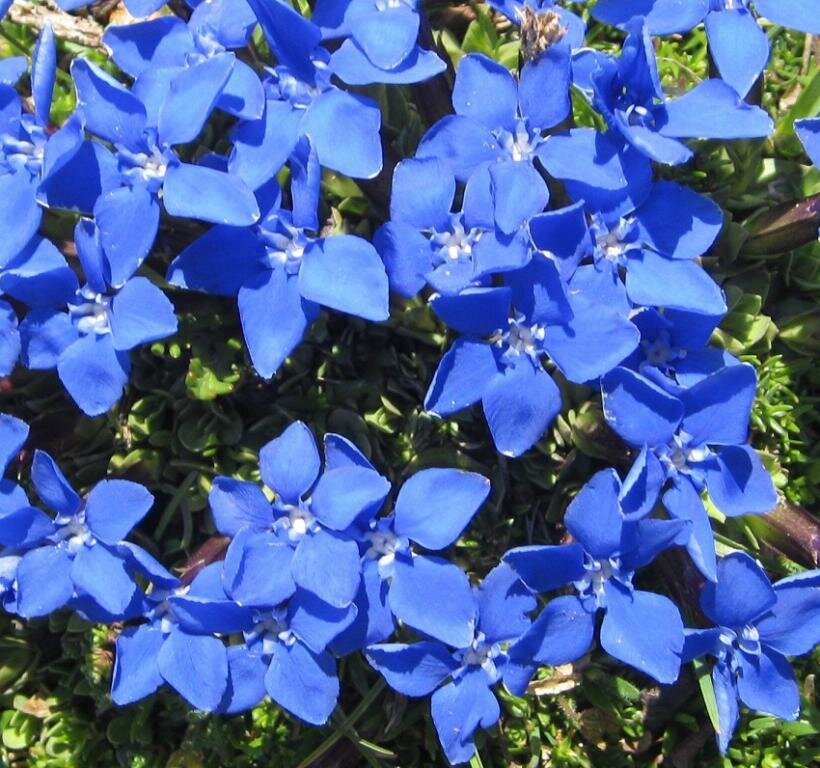 Мелкие синие цветы для клумбы названия и фото