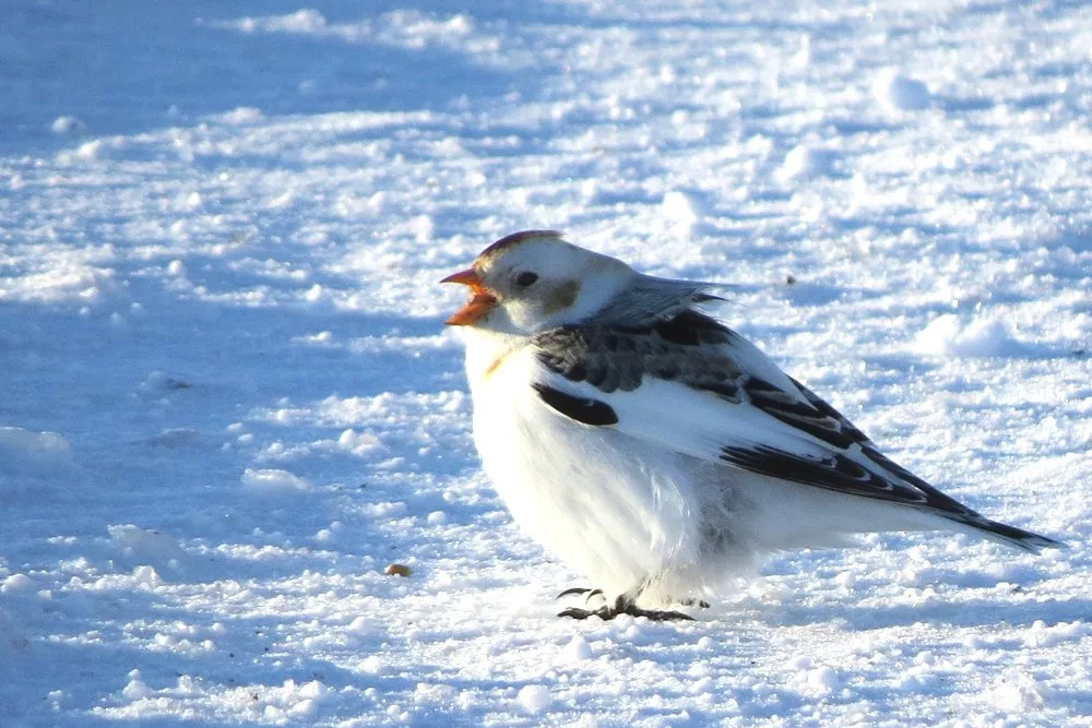 Это я стою на автобусной остановке в -40 и жду свою маршрутку уже чертовы полчаса!