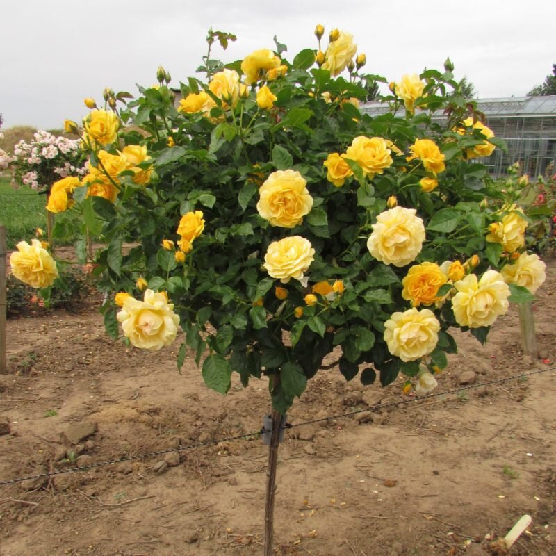 Розы штамбовые – Блог для дачника.