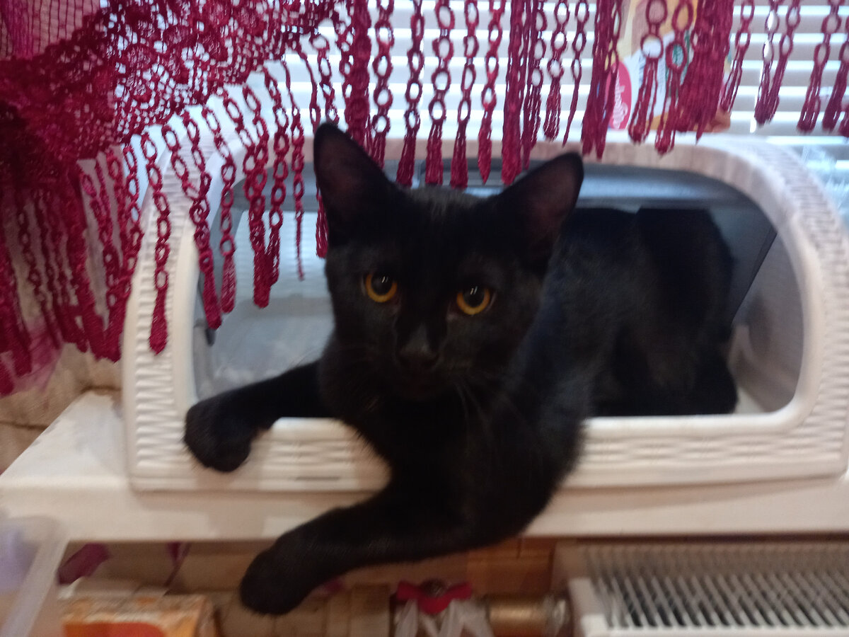 Даже хлебница пустая в этом доме?