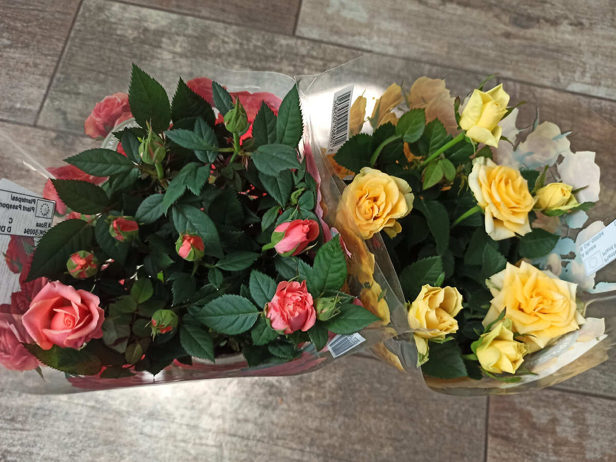 Розы, которые после 8 марта никому не нужны и продаются с большой скидкой